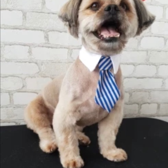 Cat:dog tie collars - Picture 14 of 15